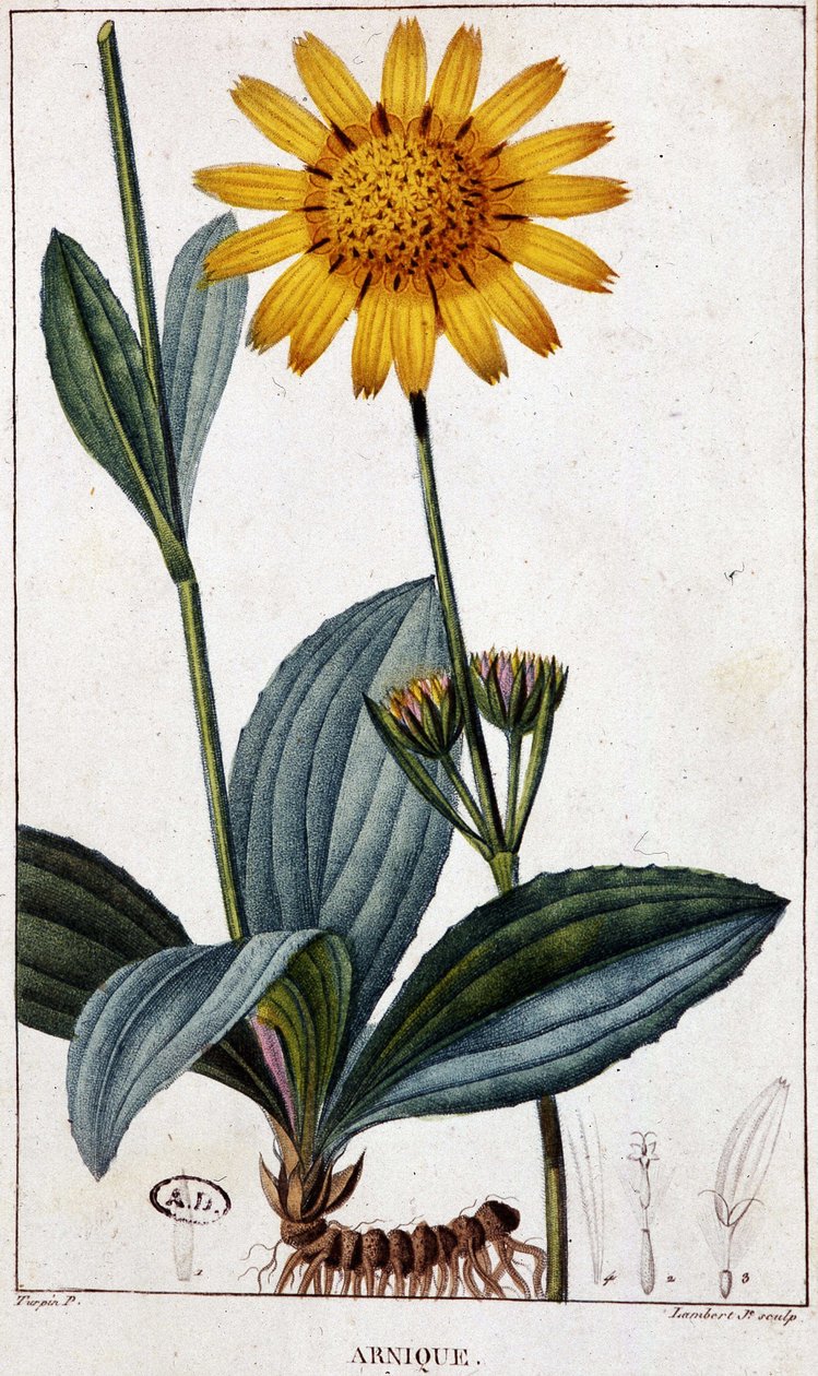 Heilpflanze: Arnika von Unknown artist
