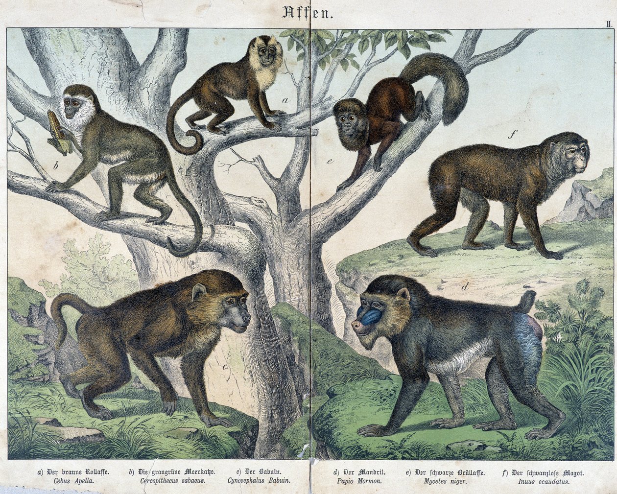 Affen: Affen... - in „Naturgeschichten der Säugetiere“, ed. Schreiber von Unknown artist