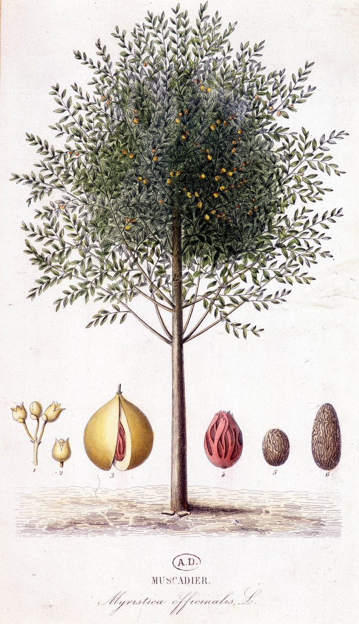 Myristica fragrans - Muskatnussbaum (Myristica officinalis). Botanische Tafel von Unknown artist