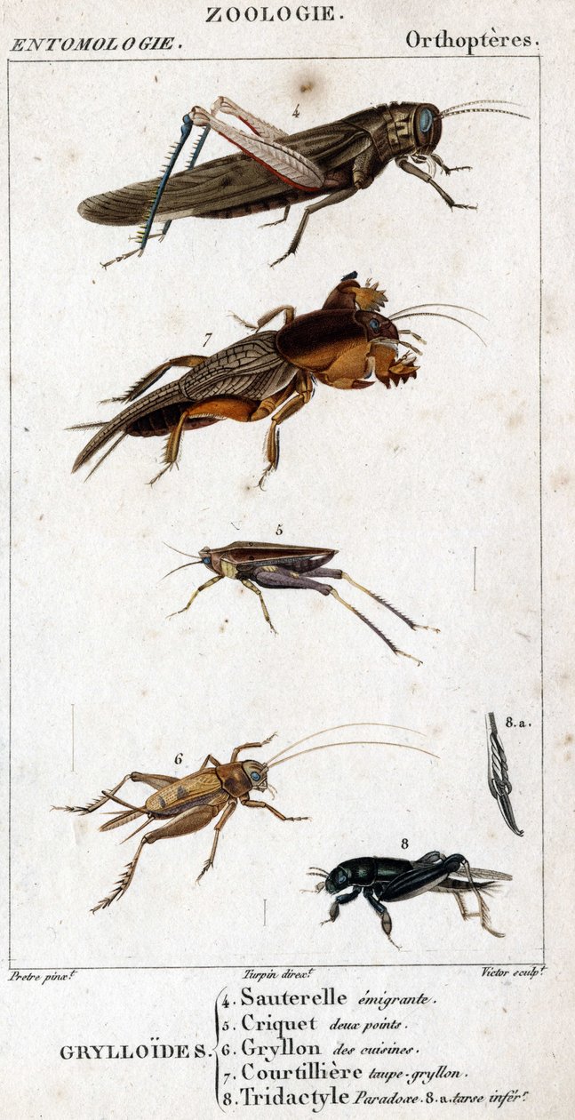 Tafel der Naturgeschichte. Entomologie. Familie der Orthopteren. Grylloides: 4. Wanderheuschrecke; 5. Zweipunktige Heuschrecke; 6. Küchen-Grille; 7. Maulwurfsgrille; 8. Tridactyl-Paradoxon; 8a. unterer Tarsus von Unknown artist