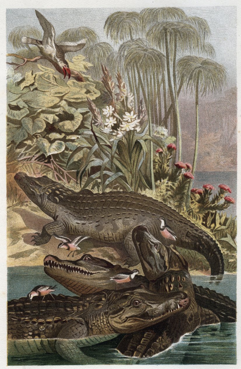 Nilkrokodil (Crocodylus niloticus) - Gravur aus 