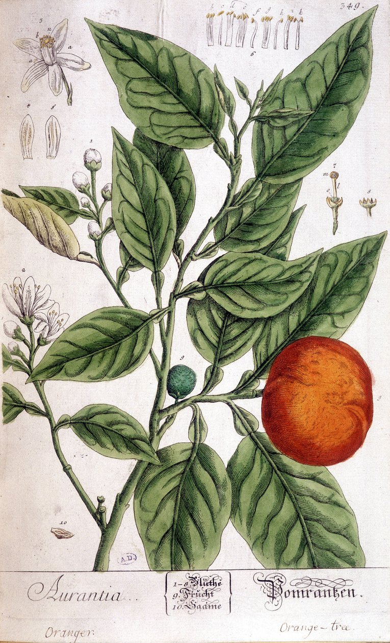 Orange (Aurentia) - Arts Deco von Unknown artist