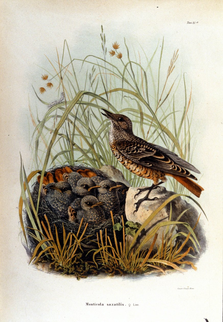 Ornithologie: ein Blaumerle in der Nähe des Nestes ihrer Jungen von Unknown artist