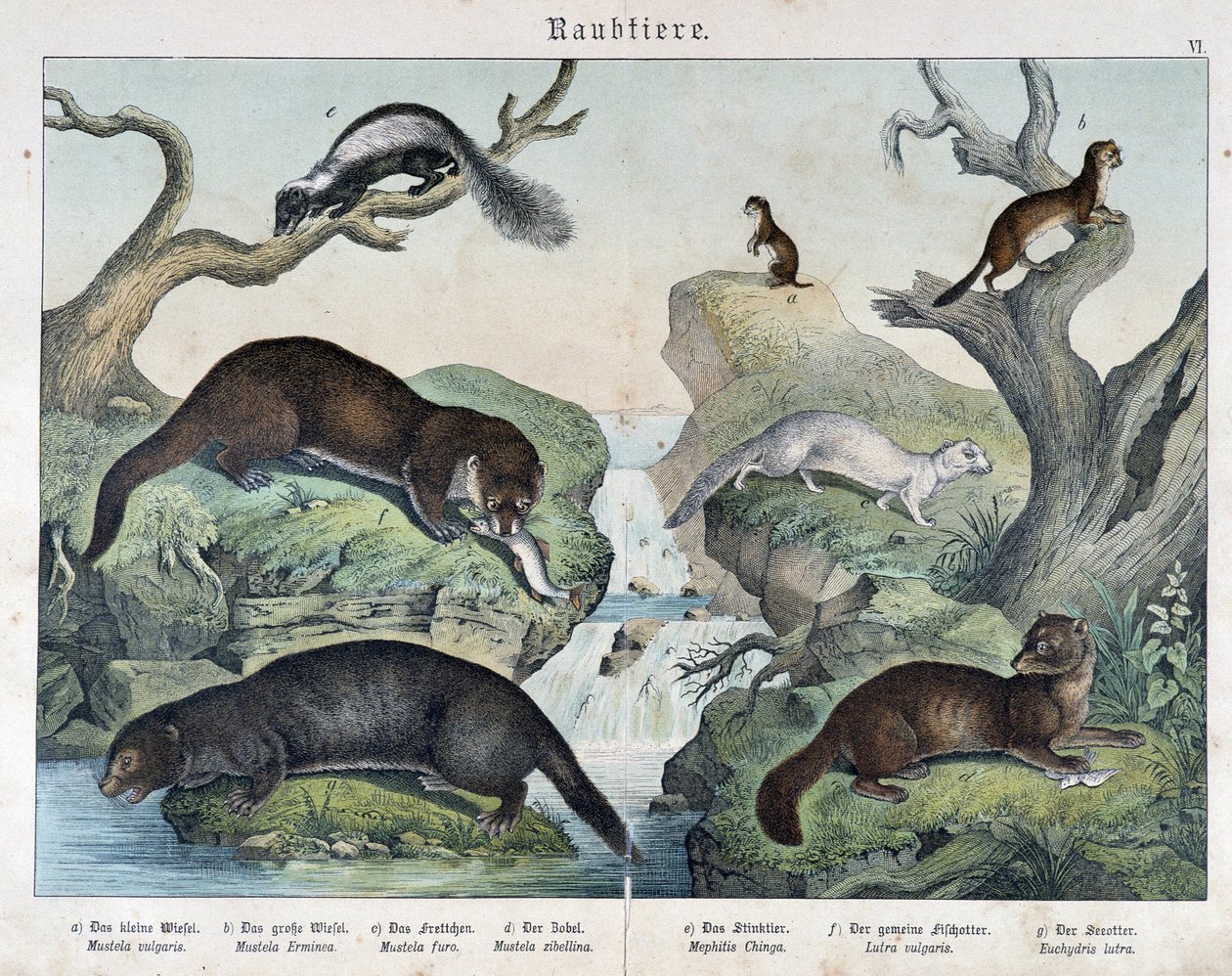 Otter, Frettchen, Wiesel... - in Natural histories of mammals, ed. Schreiber von Unknown artist