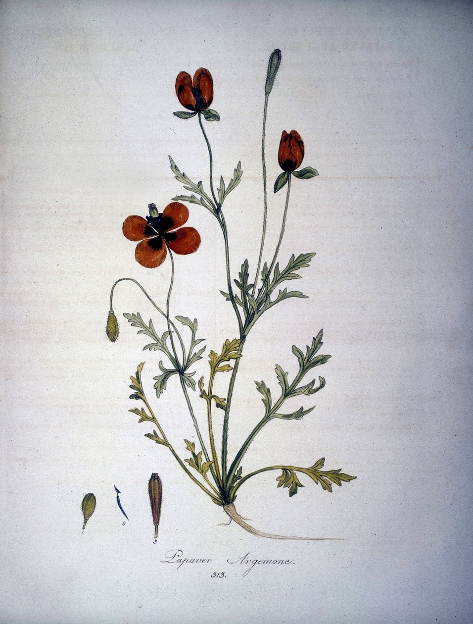 Papaver Argemone (Blume und Pflanze des Mohn-Argemone). Herbarium des 19. Jahrhunderts. von Unknown artist