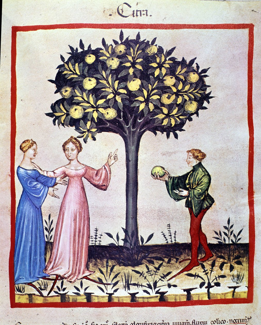 Zitronenpflücken, Frucht des Zitronenbaums. Illumination aus der Milchwirtschaft der Medizin und Diätetik „Tacuinum sanitatis“ von Unknown artist