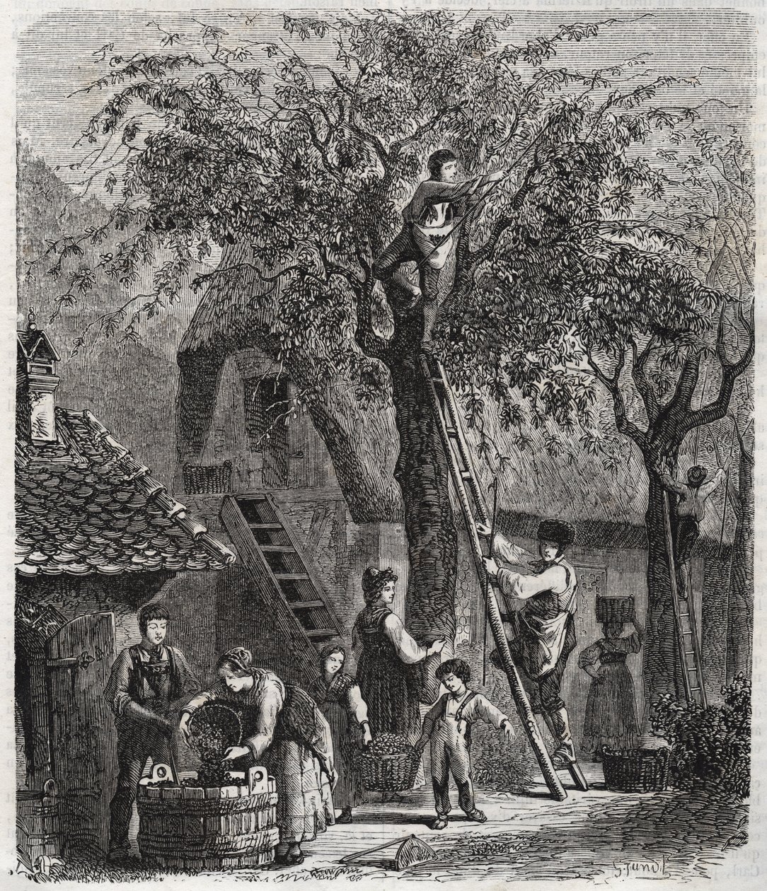 Kirschen pflücken - Gravur von 1860 von Unknown artist
