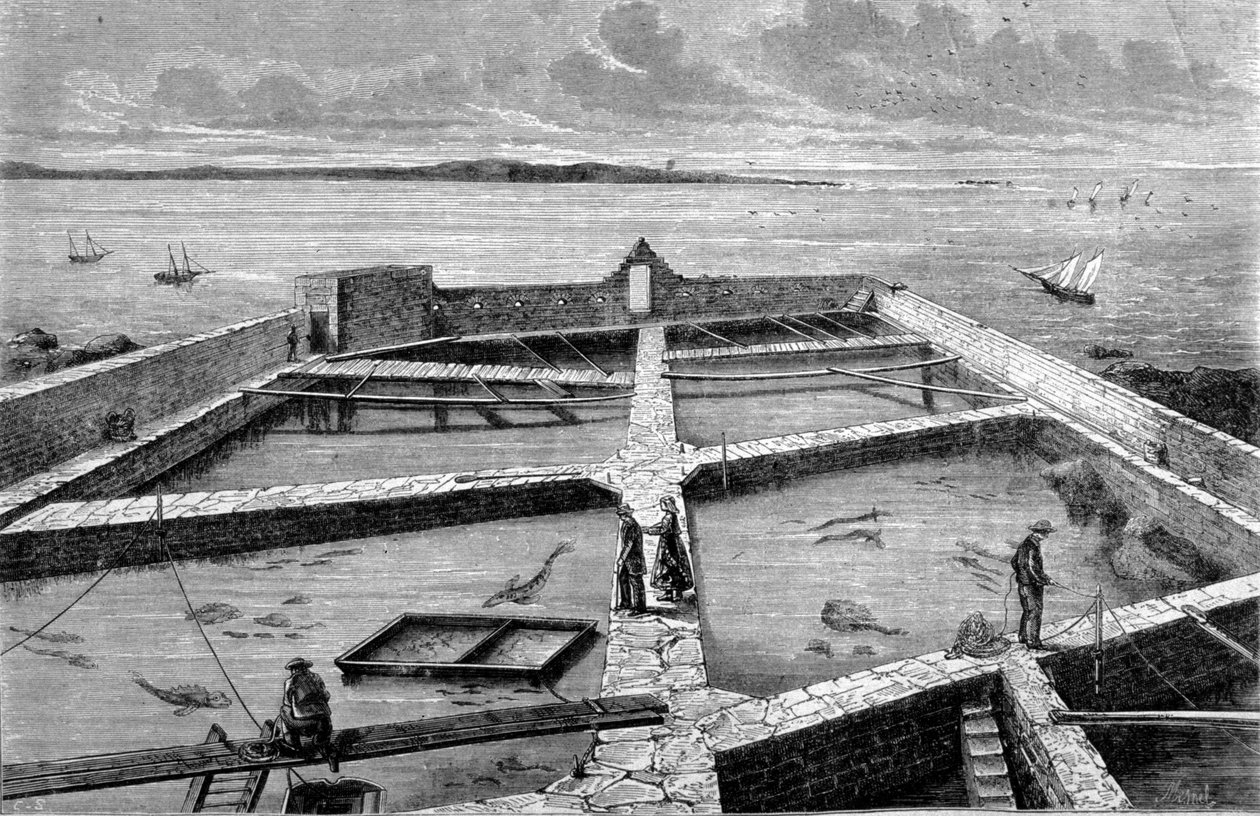Fischzucht in Concarneau. Gravur von 1860 von Unknown artist