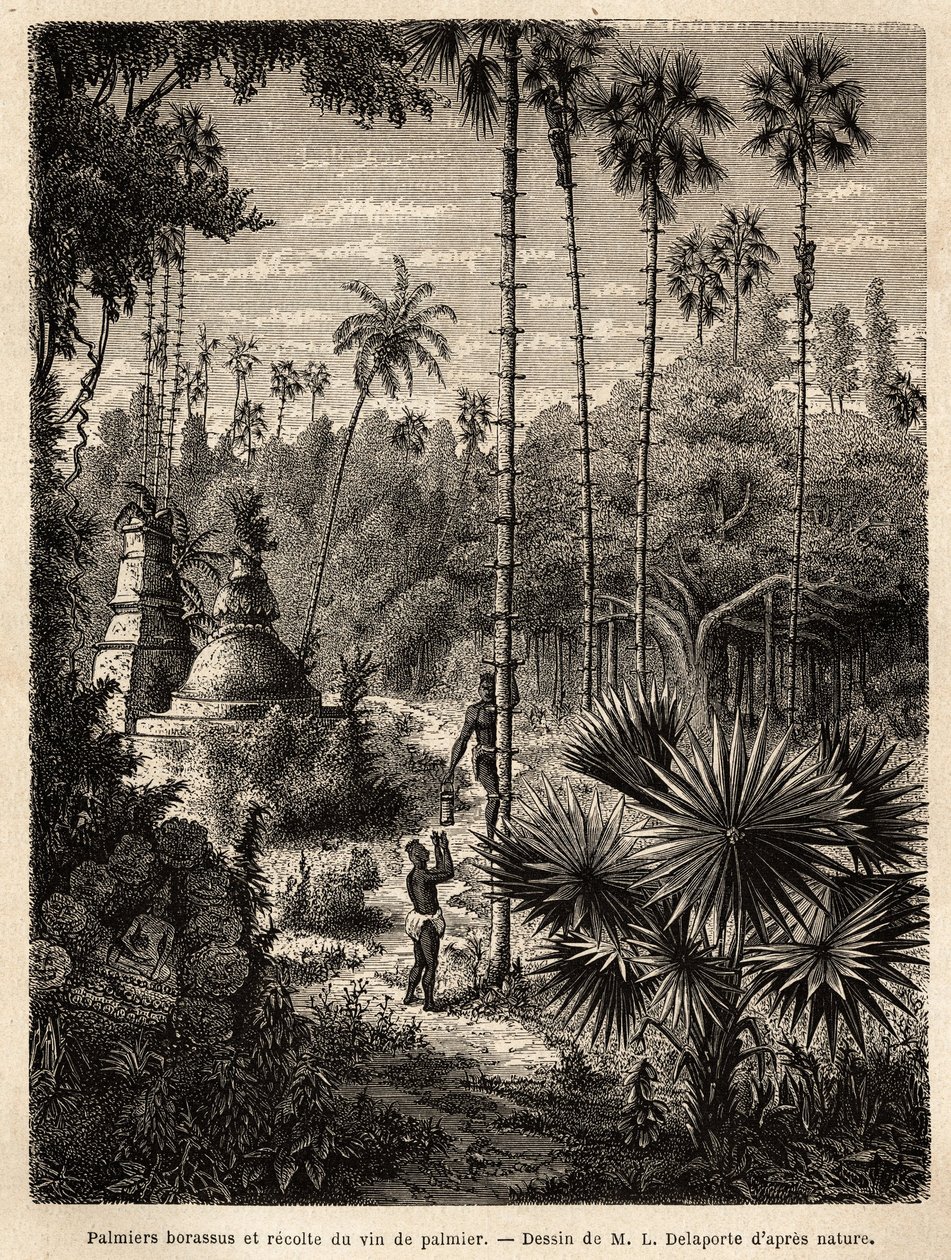 Pflanzung von Borassus-Palmen in Laos und Sammlung von Palmwein, der nichts anderes als der Saft des eingeschnittenen Baumes ist, die Flüssigkeit wird in einem Bambus gesammelt, und der Stamm wird durch kleine Rattanstreifen in eine echte Skala verwandelt von Unknown artist