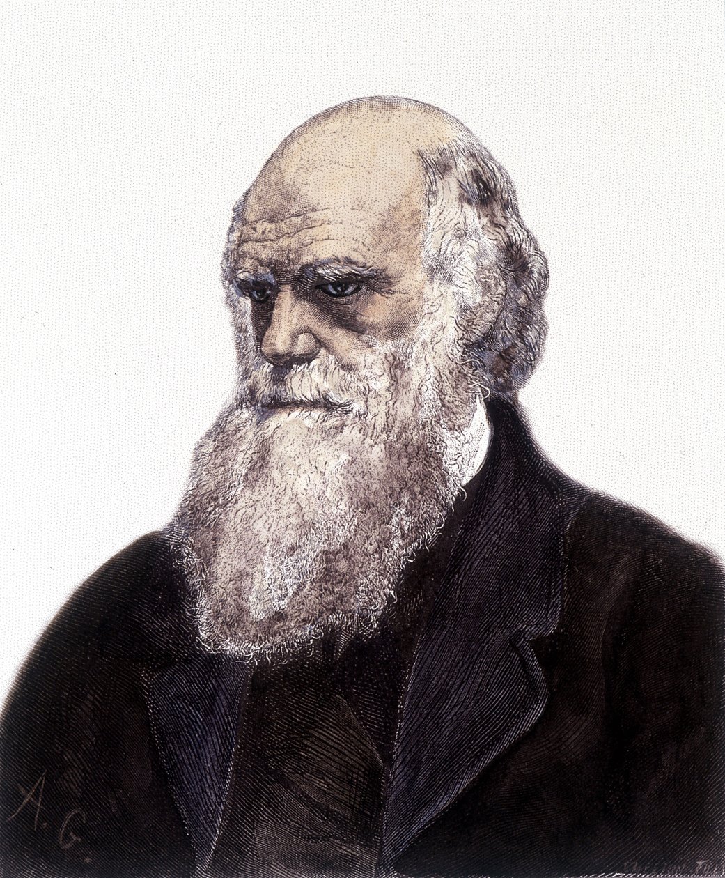 Porträt von Charles Robert Darwin, britischer Naturforscher (1809-1882) von Unknown artist
