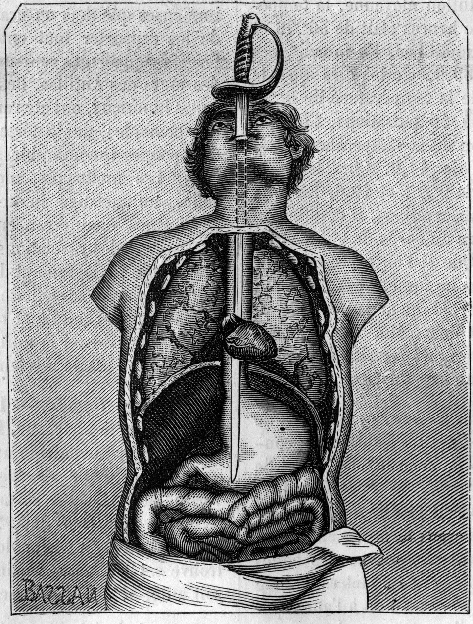 Position der Klinge im Körper einer Schwalbe. Stich in „La Nature: revue des sciences et de leurs applications aux arts et a l