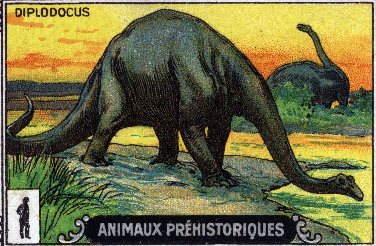 Prähistorisches Tier: ein Diplodocus-Dinosaurier von Unknown Artist