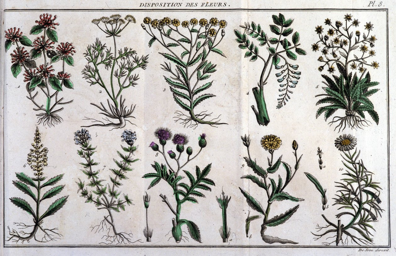 Vorräte von Blumen: in „Flora Françoise, oder eine kurze Beschreibung aller Pflanzen, die natürlich in Frankreich wachsen, geordnet nach einer neuen Analysemethode, an die wir die Angabe ihrer am wenigsten zweideutigen Tugenden in der Medizin und ihrer Nüt von Unknown artist