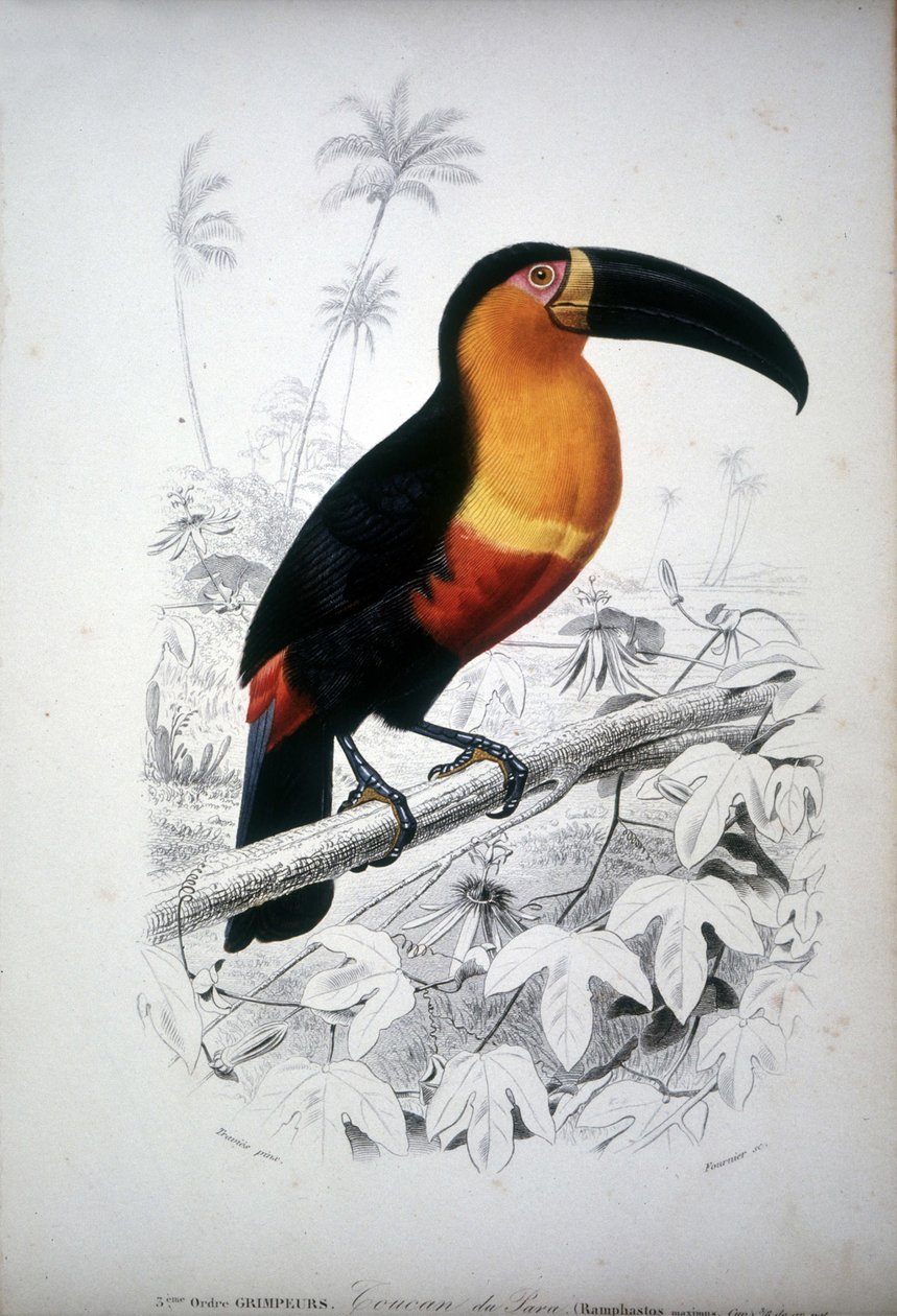 Darstellung eines Tukan, Vogel aus Südamerika. Gravur aus dem 19. Jahrhundert. von Unknown artist