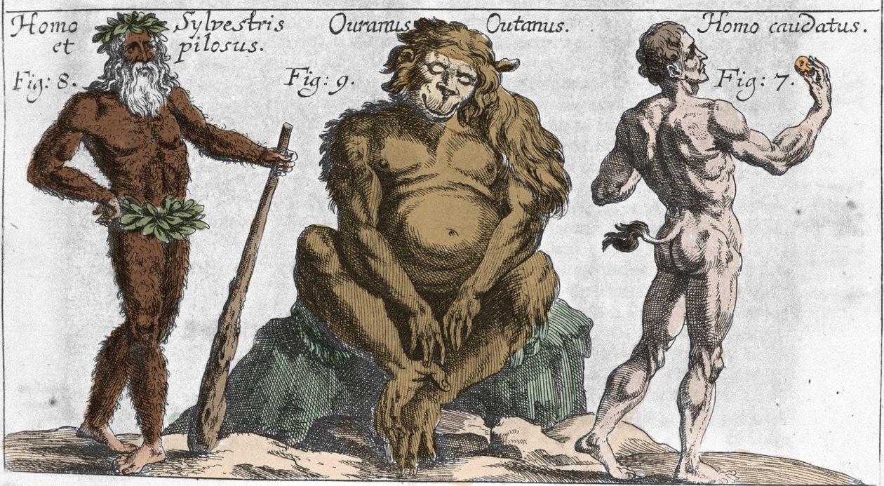 Darstellungen verschiedener monströser Kreaturen: ein Waldmensch oder haariger Mensch, ein Orang-Utan-Affe (Orang-Utan, Orang-Outang, Orang-Utang) und ein Mann mit einem Schwanz. Tafel aus „Mundi Mirabilis Oeconomia“ von Johann Zahn, sd. 1696. Mailänder von Unknown artist
