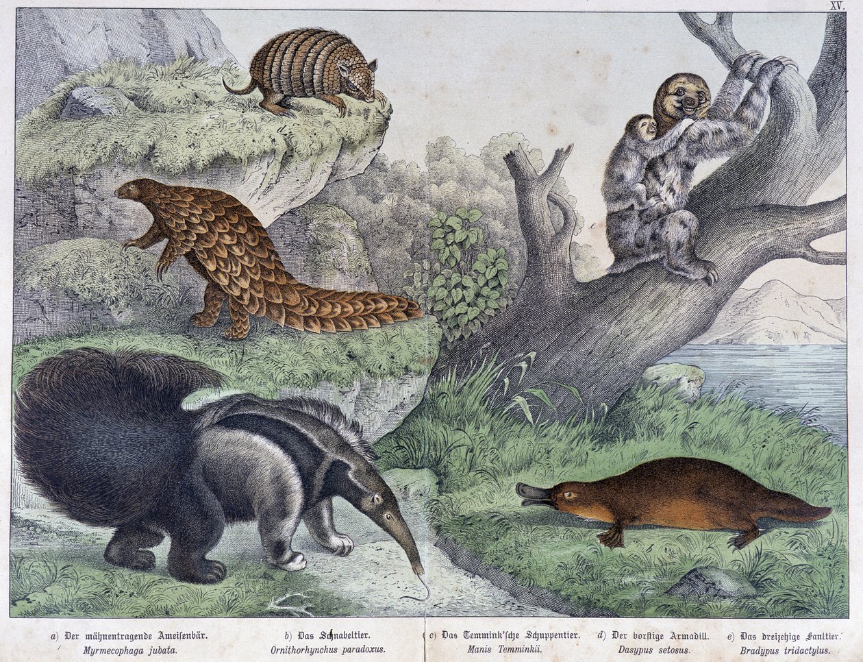Nagetiere: Gürteltier, Faultier, Ameisenbär - in „Naturgeschichten der Säugetiere“, ed. Schreiber von Unknown artist