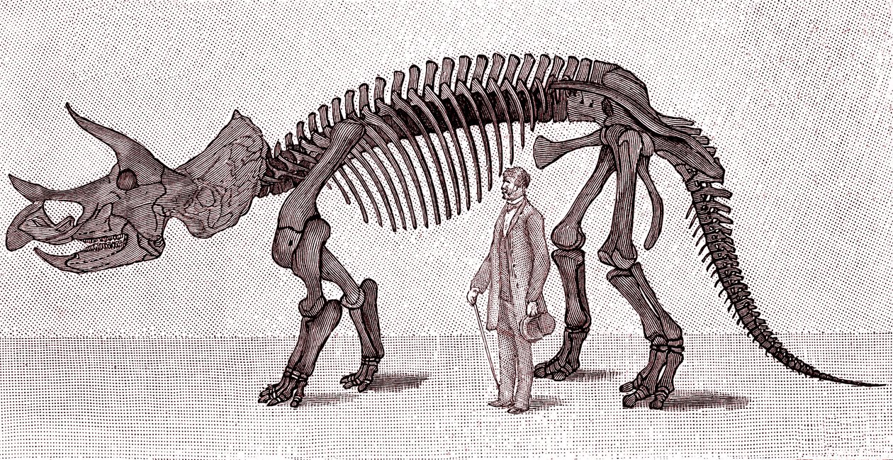 Skelett eines Triceratops prorsus von Unknown artist