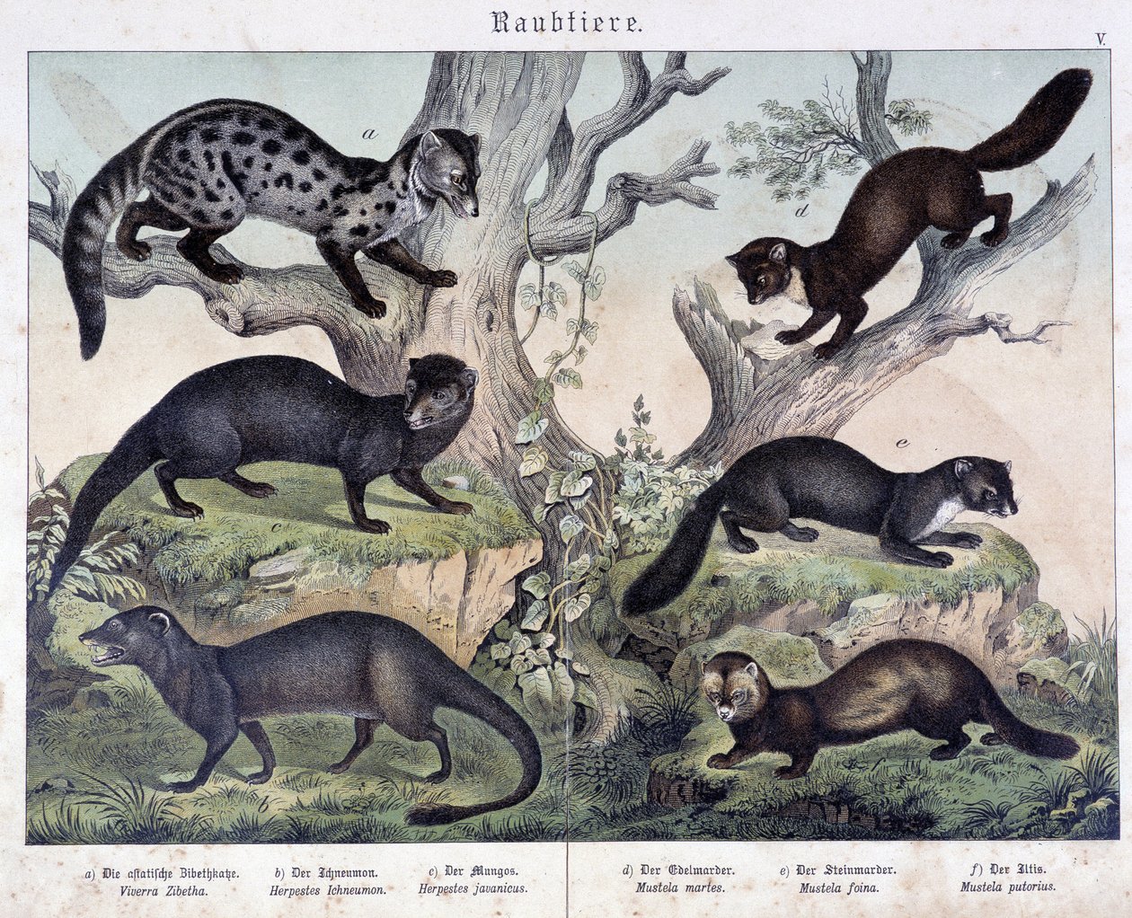 Kleine Karuasiers - in „Histoires naturelles des mammals“, ed. Schreiber von Unknown artist