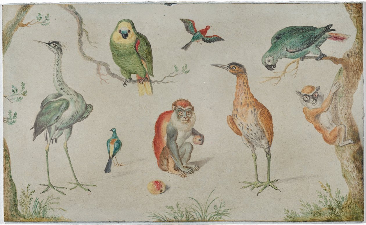 Studie von Vögeln und Affen von Unknown Artist