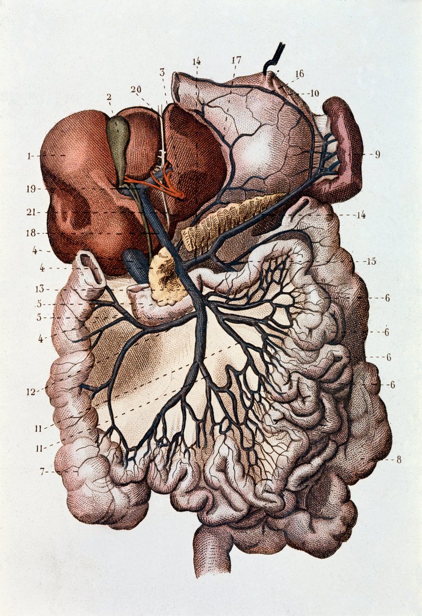 Studie des menschlichen Gehirns, Großhirnhemisphären und Kleinhirn (Gravur) von Unknown artist