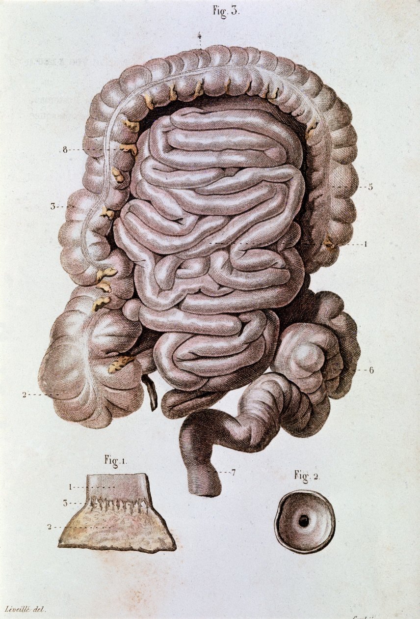Studie des menschlichen Darms, Zwölffingerdarm und Dünndarm (Gravur) von Unknown artist