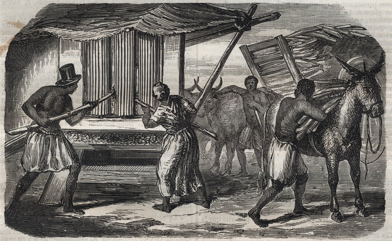 Zuckerherstellung: eine Zuckerrohrmühle in einer Zuckerfabrik in Westindien. Gravur von 1859 von Unknown artist