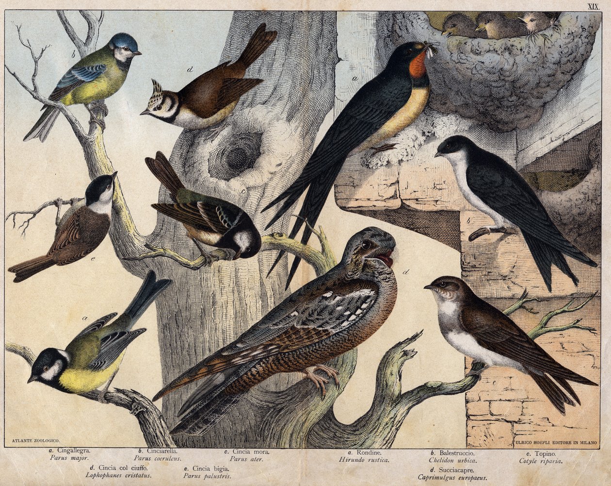 Die 5 Vögel links - a: Schwalbe (Parus major), b: Blaumeise (Parus caeruleus), c: Tannenmeise (Parus ater), d: Haubenmeise (Lophophanes cristatus), e: Sumpfmeise (Parus palustris) Die 4 Vögel rechts - a: Rauchschwalbe (Hirundo rustica), b: Schwalbe von Unknown artist
