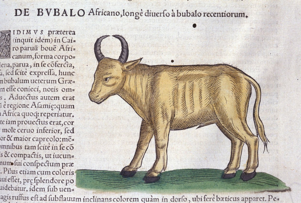 Der afrikanische Büffel nach Historiae animalium von Konrad Gesner, Tiguri von Unknown artist