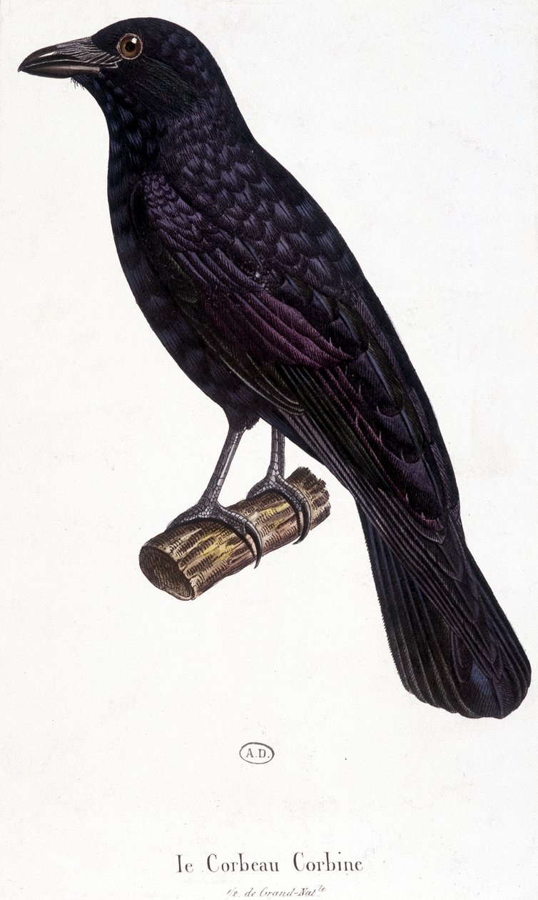 Die Krähe Corbine - Naturgeschichtstafel von Unknown artist