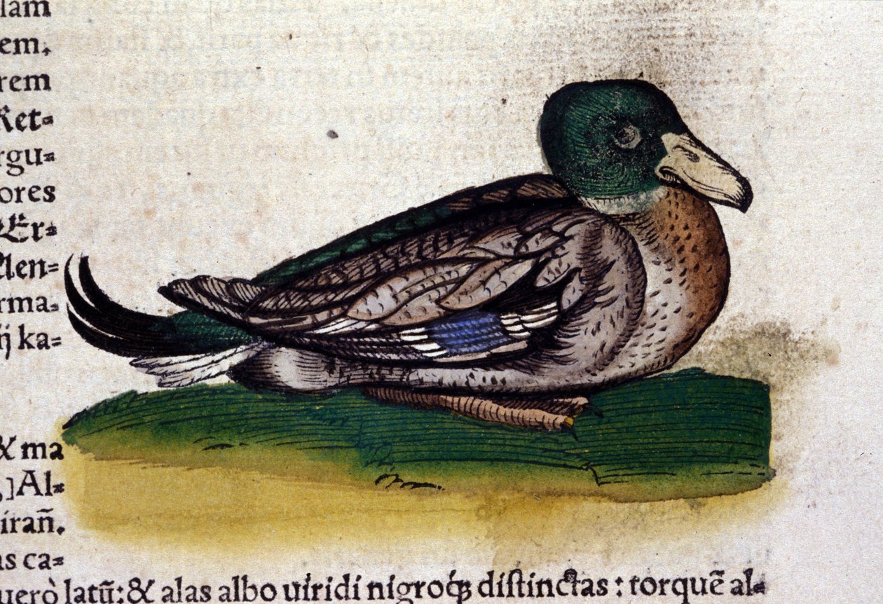 Der Harle in Historia Animalium von Conrad Gesner (1516 - 1565), Tiguri von Unknown artist