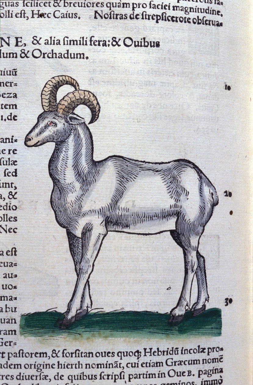 Der Steinbock in Historia Animalium von Conrad Gesner (1516 - 1565), Tiguri von Unknown artist