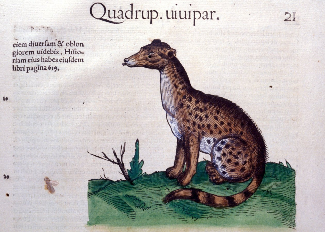 Der Schakal - in Historia Animalium von Conrad Gesner (1516 - 1565), Tiguri von Unknown artist