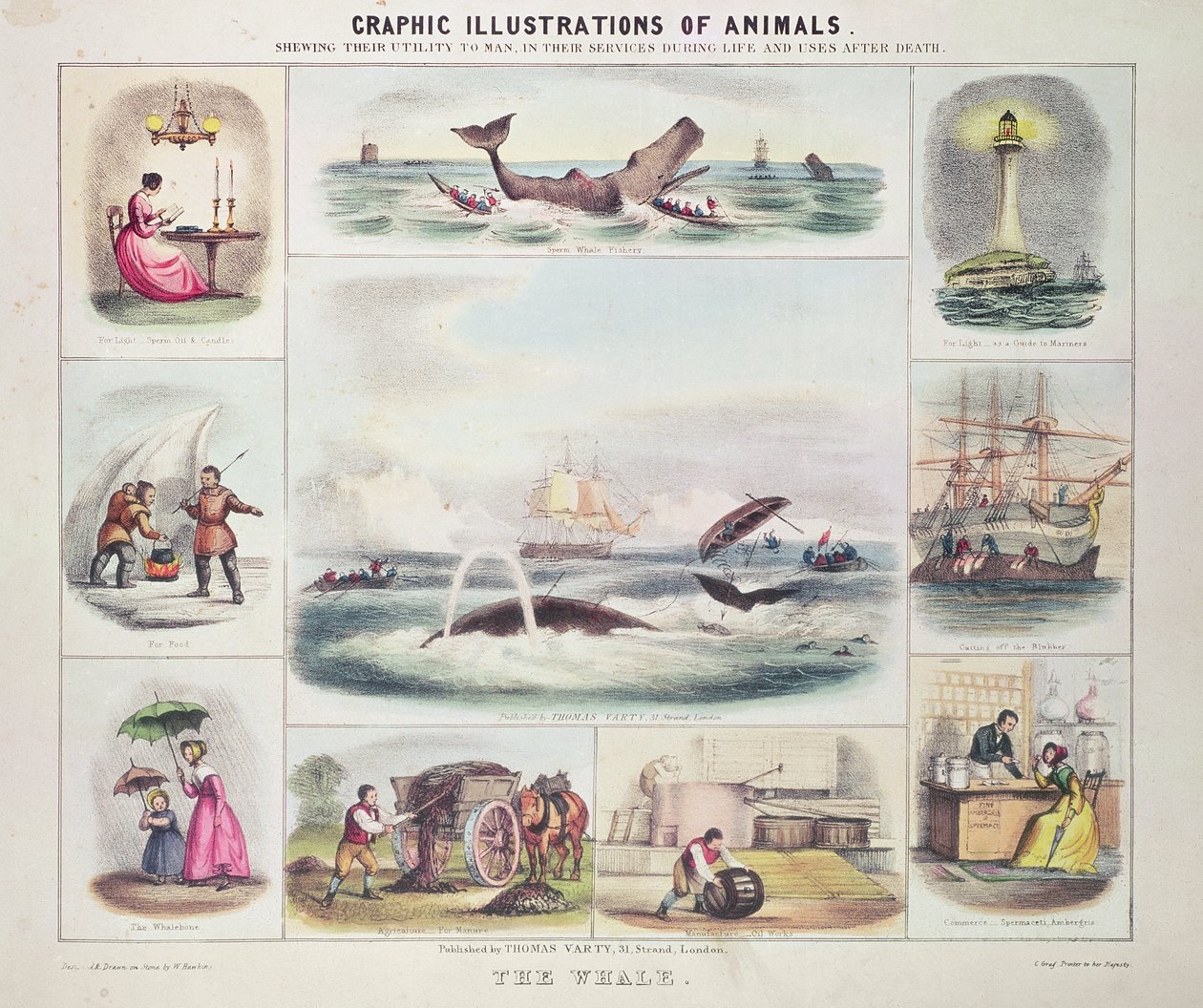 Der Wal, aus Grafische Illustrationen von Tieren, entworfen und graviert von W. Hawkins, veröffentlicht von Thomas Varty von Unknown artist