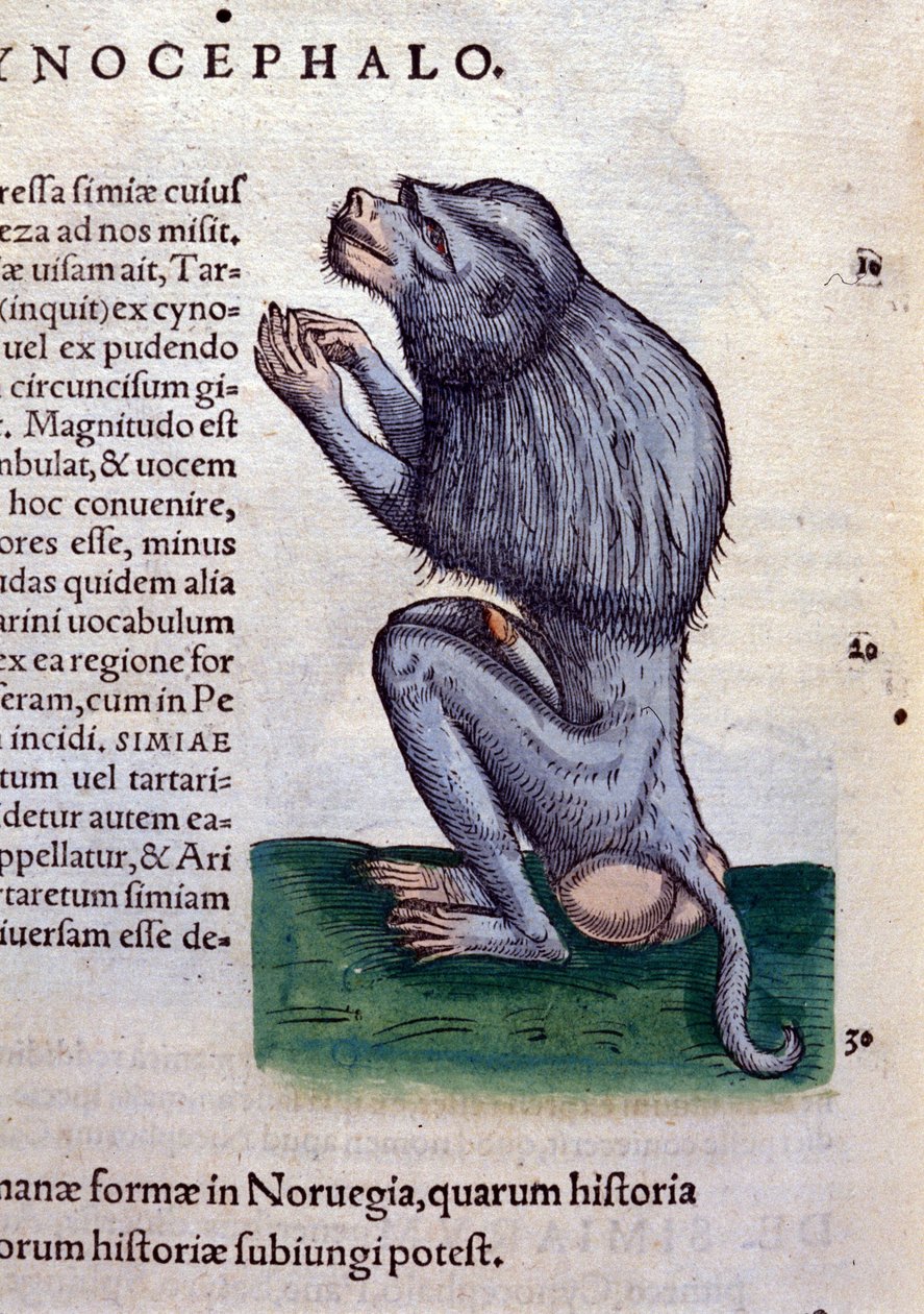 Der Pavian nach Historiae animalium von Konrad Gesner, Tiguri von Unknown artist