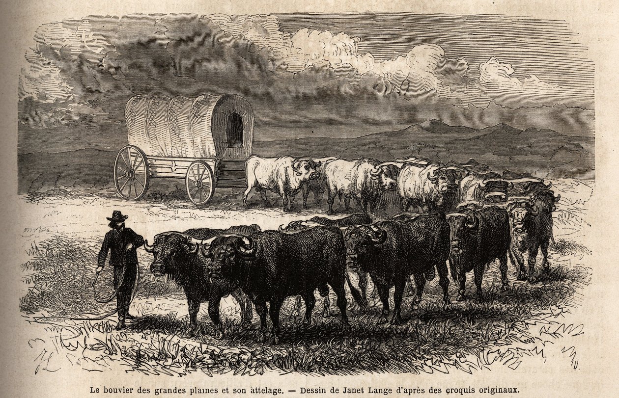 Das große Prärie-Rind und sein Gespann. Gravur zur Illustration der Reise in den amerikanischen Wilden Westen, von M. L. Simonin, 1867, veröffentlicht in „Le tour du monde, nouveau journal des voyages“, herausgegeben von Edouard Charton von Unknown artist