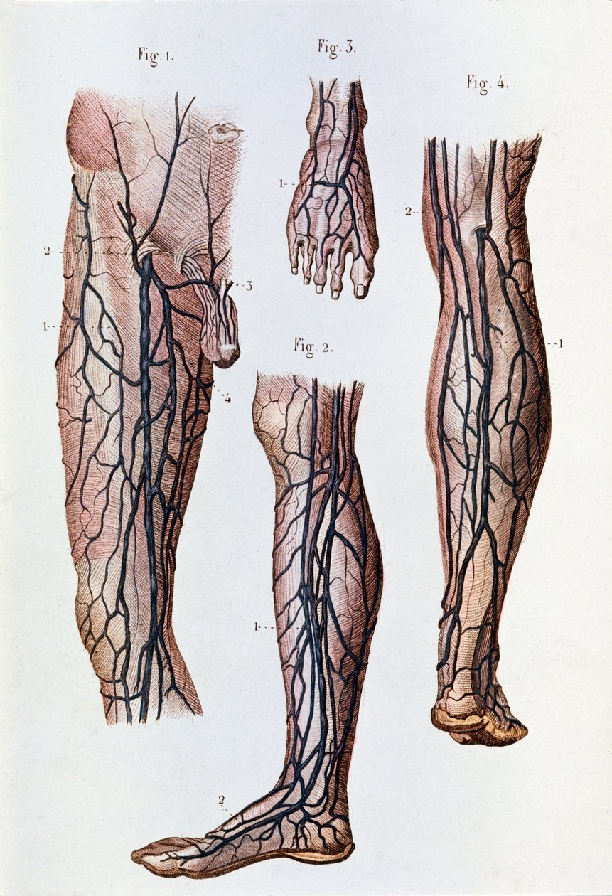 Das Blutkreislaufsystem in den Beinen und Füßen (Gravur) von Unknown artist