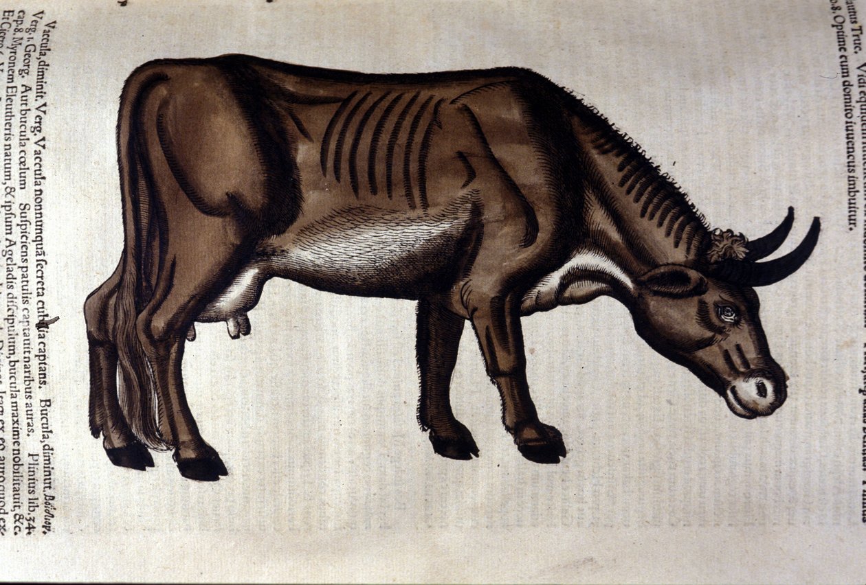 Die Kuh nach der Historia Animalium von Konrad Gesner, Tiguri von Unknown artist