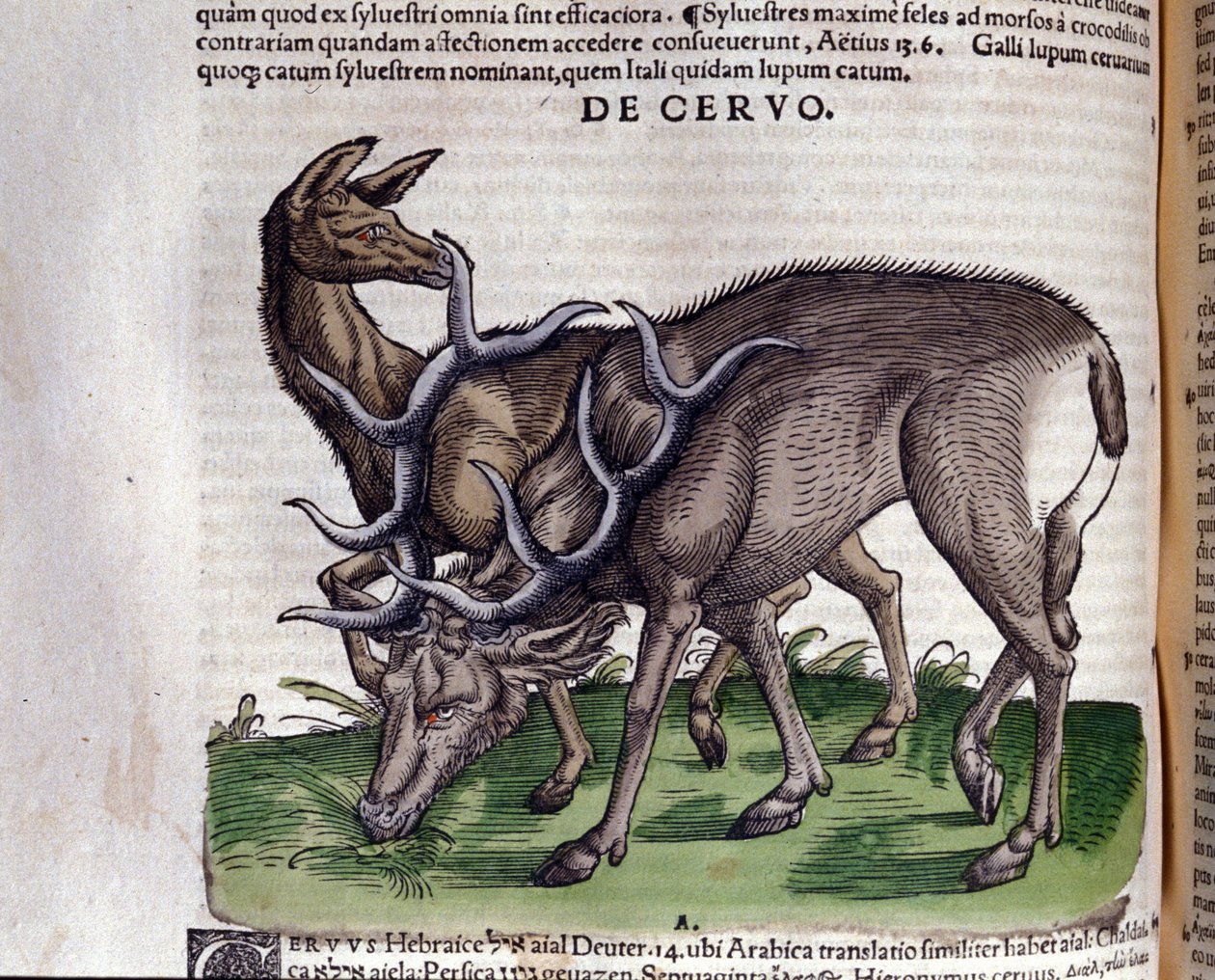 Der Hirsch nach Historiae animalium von Konrad Gesner von Unknown artist