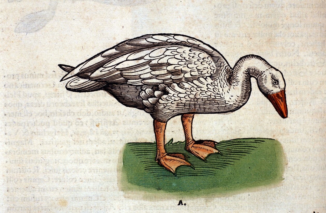 Die Hausgans nach „Historiae animalium“ von Konrad Gesner, Tiguri von Unknown artist