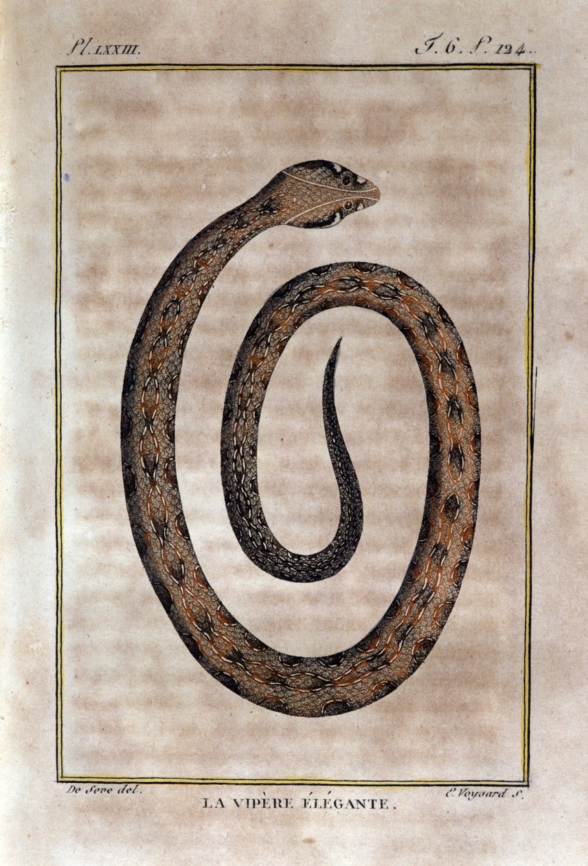 Die elegante Viper. Tafel aus einem Werk der Naturgeschichte „Œuvres de Buffon“ von Naturforscher Georges Louis Leclerc, Graf von Buffon (1707 - 1788). 19. Jahrhundert von Unknown artist