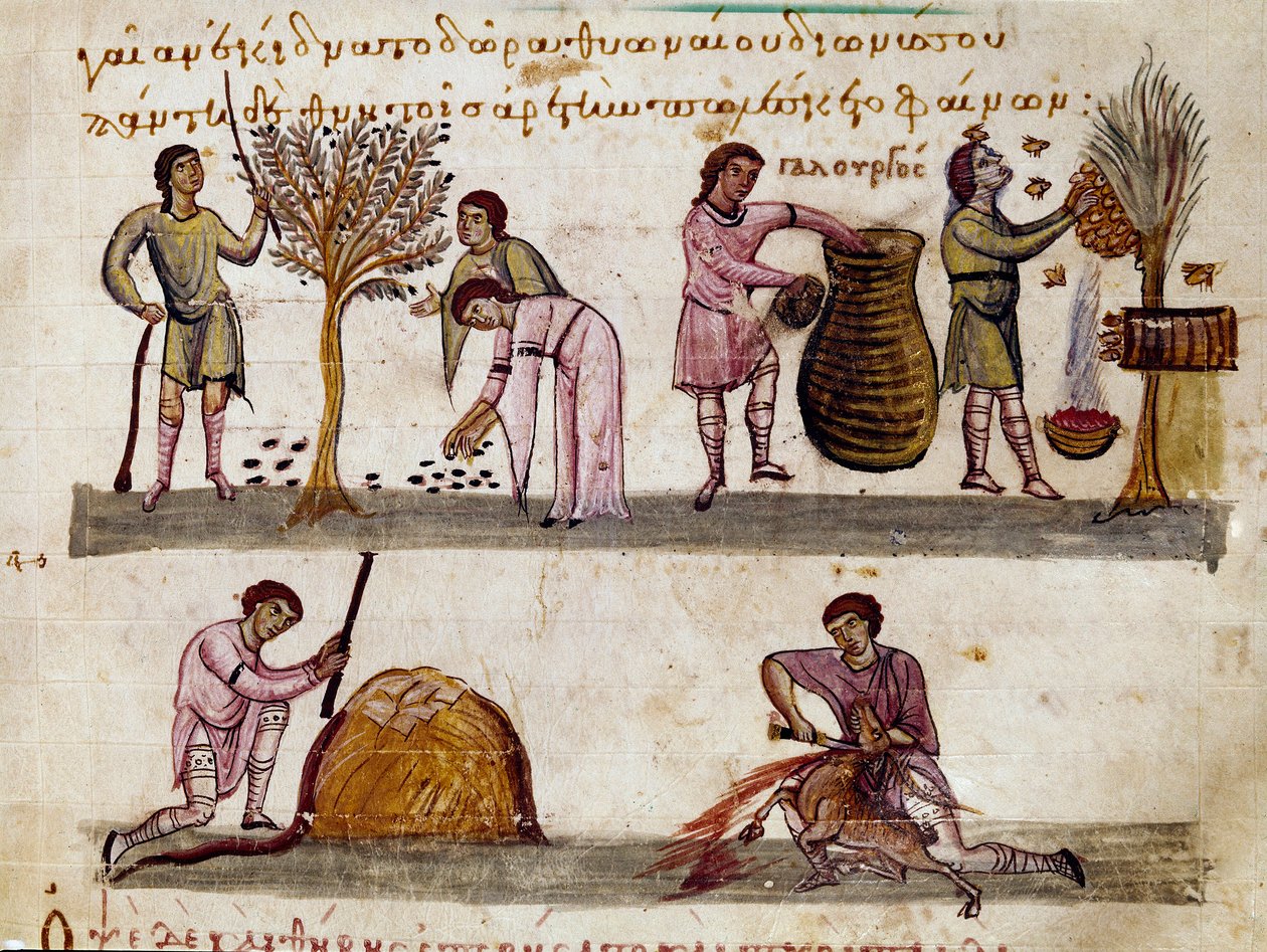 Die Olivenernte, die Honigproduktion und die Lammerschlachtungen. Miniatur aus „Die Cynegetik“ von Oppian von Syrien, gewidmet Caracalla von Unknown artist