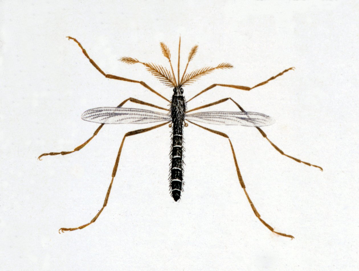 Die Mücke. Naturgeschichtstafel. 19. Jahrhundert von Unknown artist
