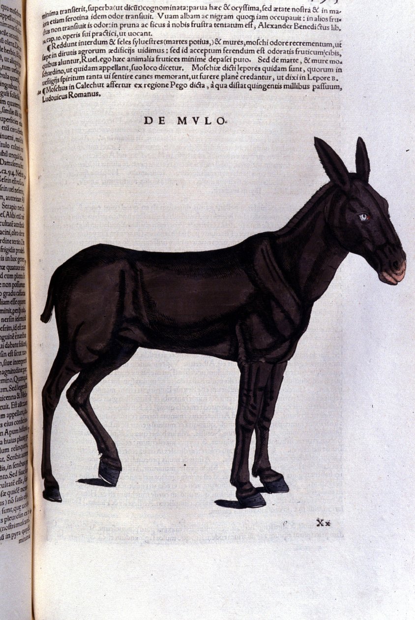 Der Meeräsche nach Historiae animalium von Konrad Gesner, Tiguri von Unknown artist