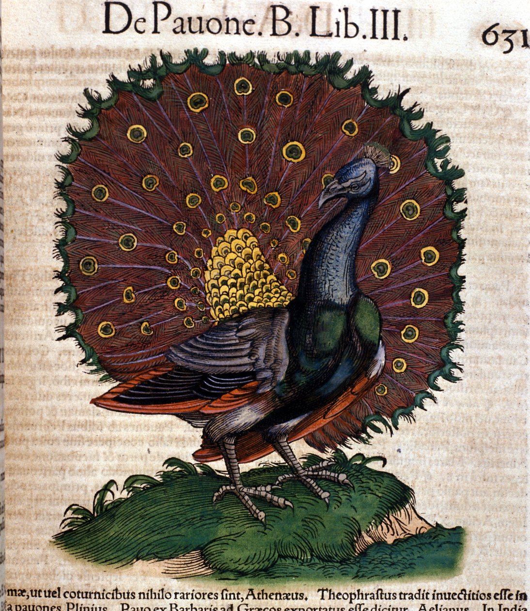 Der Pfau nach „Historiae animalium“ von Konrad Gesner, Tiguri von Unknown artist