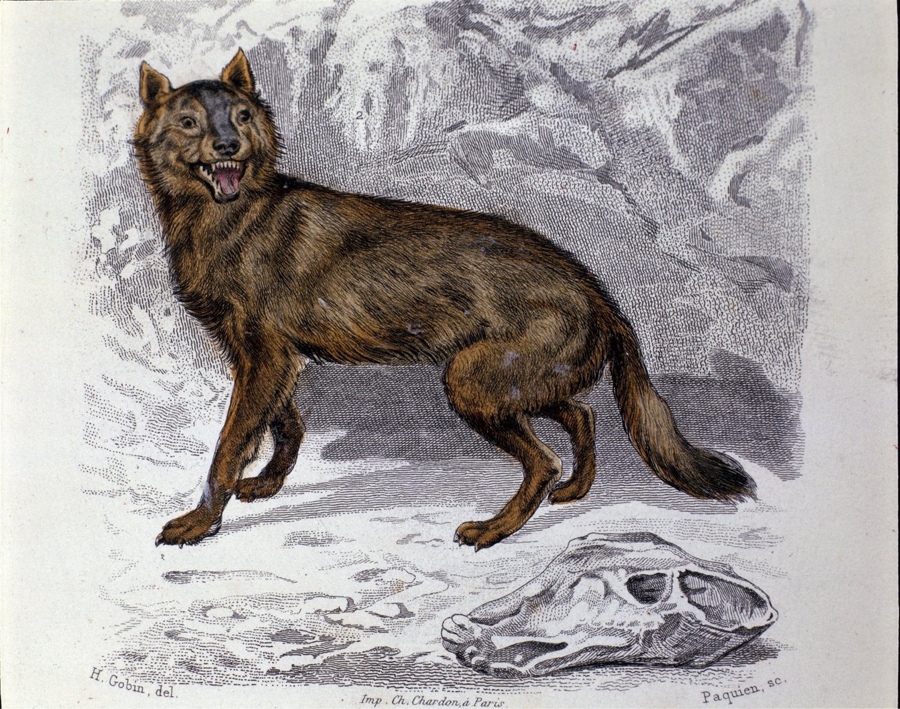 Der Wolf. Tafel aus einem Naturgeschichtswerk „Werke von Buffon“ von dem Naturforscher Georges Louis Leclerc, Graf von Buffon (1707-1788). 19. Jahrhundert von Unknown artist
