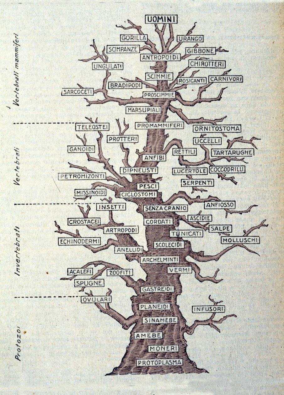 Baum der Evolution oder illustrierte Tafel zur Klassifikation des Tierreichs von Unknown artist