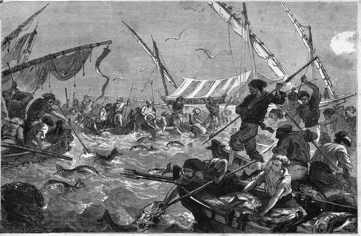Thunfischfang (Pesca al tonno) an der Küste der Provence. von Unknown artist