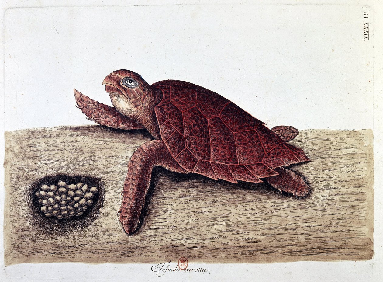 Schildkröte und ihre Eier - Naturgeschichtstafel, B.N. von Unknown artist