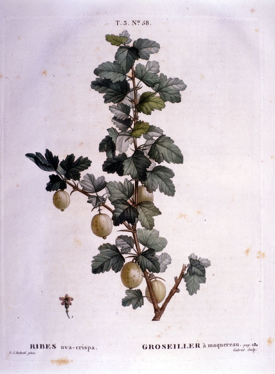 Weiße Johannisbeere oder Makrele: botanische Tafel aus dem 19. Jahrhundert von Unknown artist