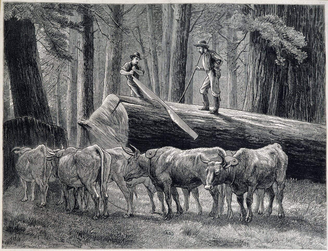 Holzfäller in einem Redwood-Wald in Kalifornien - Gravur von Unknown artist